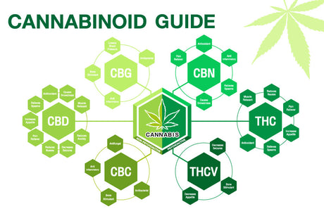 What Are Cannabinoids? An Overview
