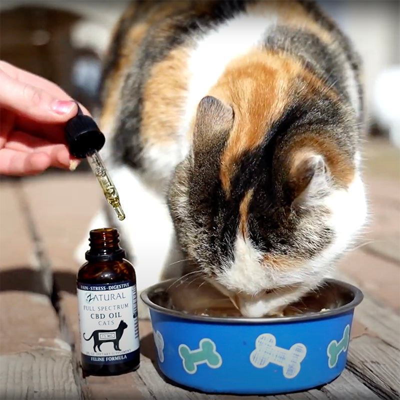 CBD Cat Oil