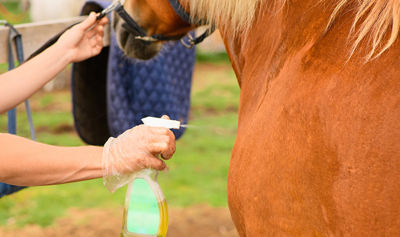 Neem oil fly spray for horses