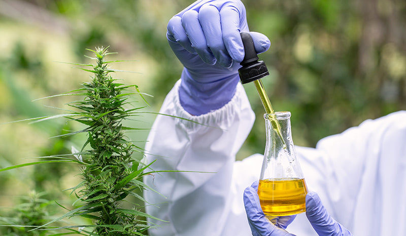 Is CBD Legal in All 50 States? A Practical Guide