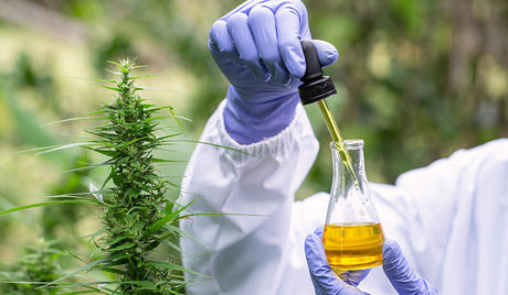 Is CBD Legal in All 50 States? A Practical Guide