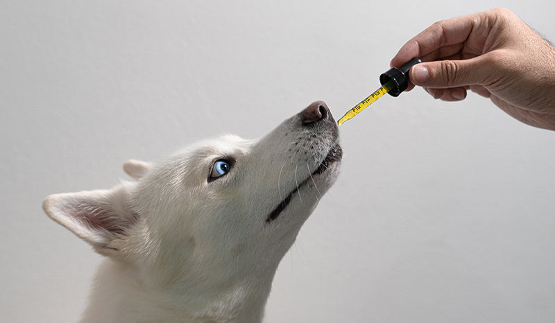Ways To Use CBD Oil For Dogs