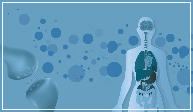 Endocannabinoid system Diagram. What is the endocannabinoid system