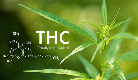What Is THC? Effects, Uses, Types & THC vs CBD