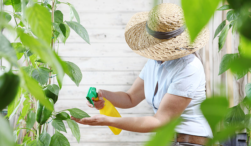 women using directions for neem oil as an insecticide on plants