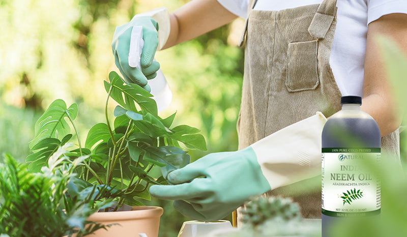 How to use neem oil for plants. women spraying plants with neem