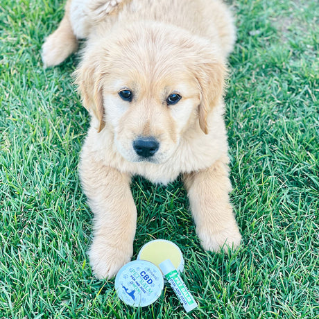 CBD Pet Balm | Paw and Nose | With Neem Oil