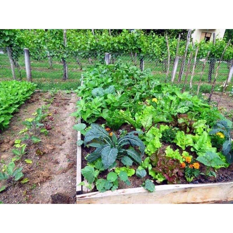 organic spray vegetable garden Neem Garden Spray